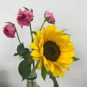 はるみ/値下げ依頼はプロフ参照の画像