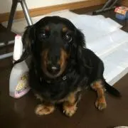 テリー