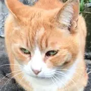 Taiの画像