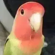 kyorochan☆の画像