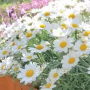 y♡プロフ必読の画像