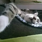 さおり