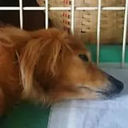 し~もの画像