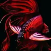 AQUAの画像