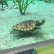ゆずゆずの画像