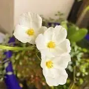 れのじの画像