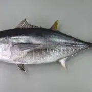 まぐろのユッケ※プロフ見てねの画像