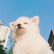 きなこの画像