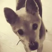 ひじきいぬの画像
