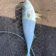 やん