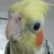 フウの画像