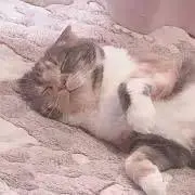 あやの画像