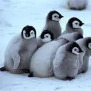 penguinの画像