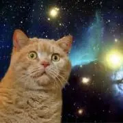 ねこの画像
