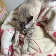 Nerumama