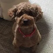 あぽん