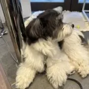 こちの画像