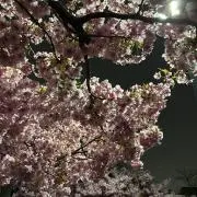 ゆうの画像
