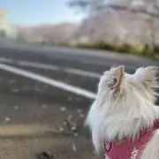 あみの画像