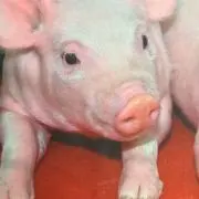 こぶたの画像