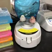 ねき