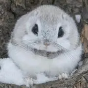 もこもこの画像