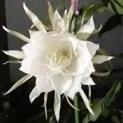 どんぐり姉妹