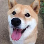 sakuの画像