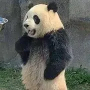 Lilyの画像