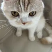レオン