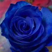 ルーリー☆