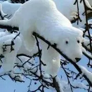 あお