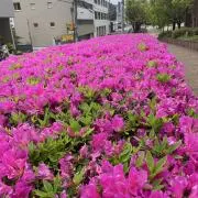 宮本の画像