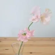 mimiの画像