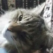 月音（断捨離中）の画像