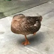 やしゃまる