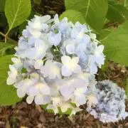 Yamadaの画像