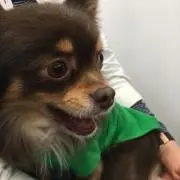 チョコちゃん
