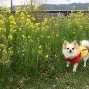 mimiの画像