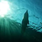シフォン