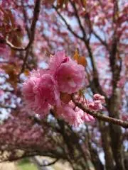 ◆値下げ不可◆ニール