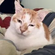 とーの画像