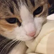 エコルの画像