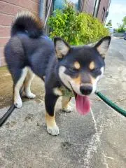 ☆梨楓☆
