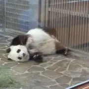 ふる☆フィーの画像