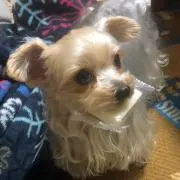 つるの画像