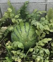 パンダの画像