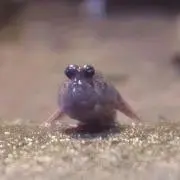 ねっこの画像