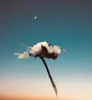檸檬の画像