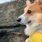 911